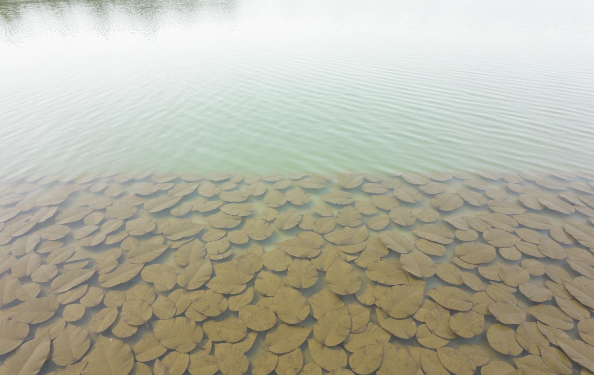 Fluiditate și claritate auditivă